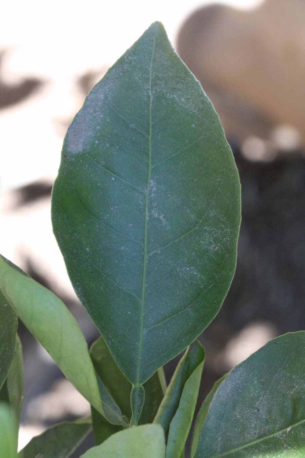              Unifoliolate leaf (Riverside, CA)       